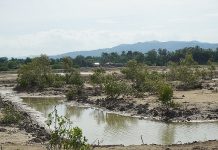 Polemik Mangrove Malaka: Gubernur NTT Victor Laiskodat Minta Maaf