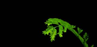 Pada Daun – Markus Virgilius Hezron OFM