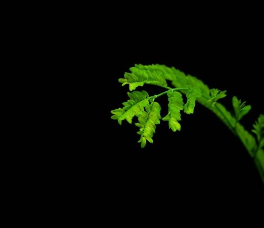 Pada Daun – Markus Virgilius Hezron OFM